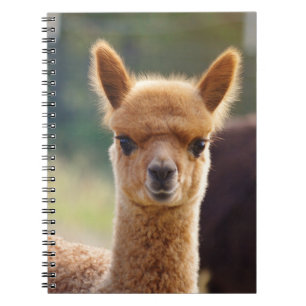 Cadernos espirais da alpaca do bebê