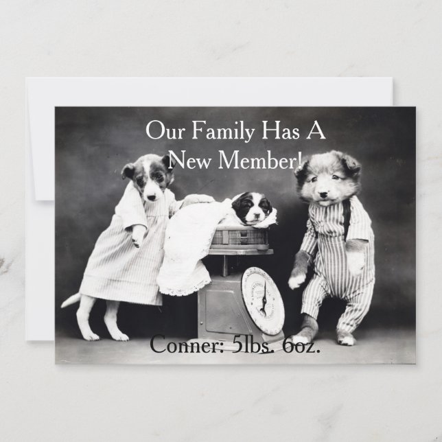 Cães B&W Vintage Novo Anúncio de Puppy (Frente)