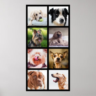 Cães bonitos e engraçados Colagem de fotos Poster 