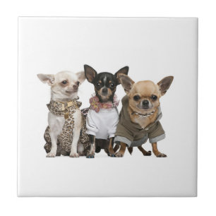 Cães Chihuahua