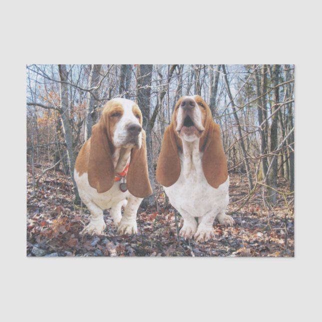 Cães de Basset no lenço de papel das madeiras (Frente )