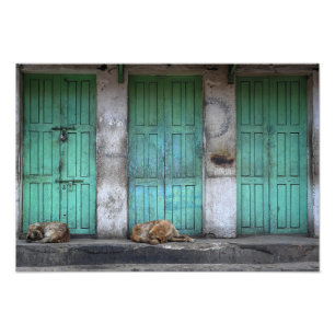 Cães dispersos na frente da foto verde suja das