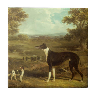 Cães, Greyhound e Spaniel, Doctor Fop por Herring