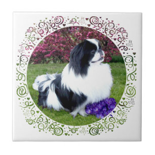 Cães pequinêses parti-coloridos