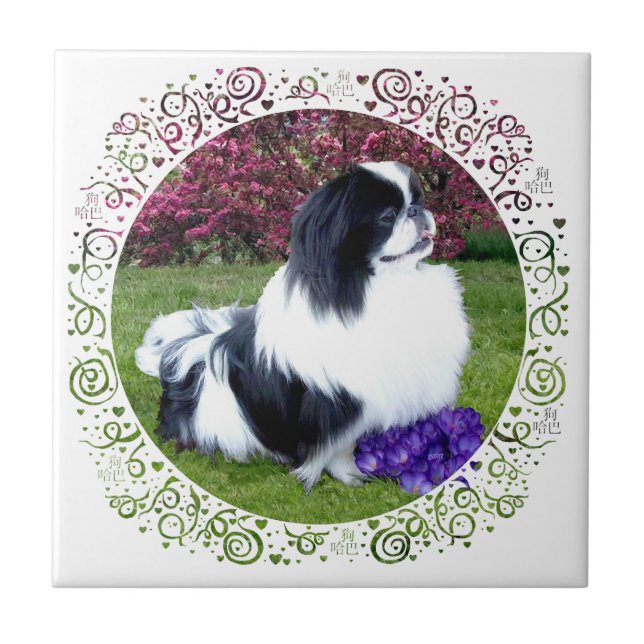 Cães pequinêses parti-coloridos (Frente)