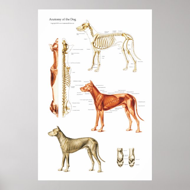 Cães Poster de Anatomia Muscular e Esquelética (Frente)