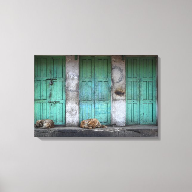 Cães vadios em frente à canvas de portas verdes su (Frente)