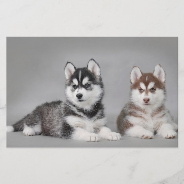 Cãezinhos-de-casca-siberiana (Frente)