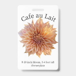 Cafe au Lait Dahlia Crachá de Identificação
