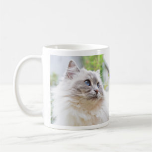 Café Caneca bonito do gato de Ragdoll