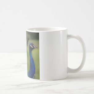 Café Caneca Branca Clássica Foto de Pavão