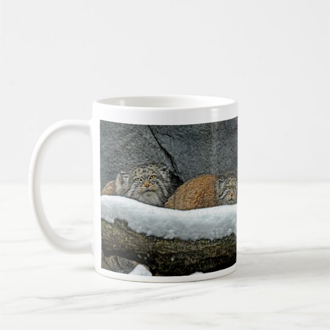 Café Caneca da neve dos gatos de Pallas (Esquerda)