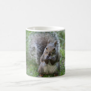 Café caneca de esquilo