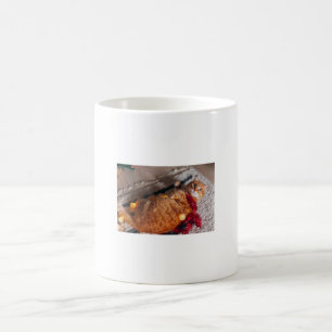 Café Caneca de Gato Laranja