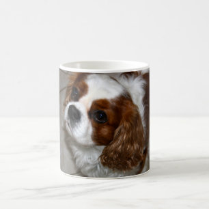 Café Caneca descuidado do Spaniel de rei Charles