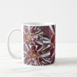 Café Caneca do succulent de Zwartkop do Aeonium