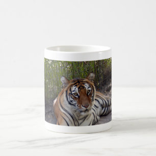Café Caneca do tigre de Bengal 003