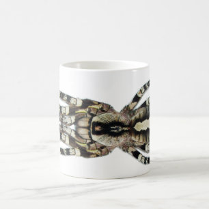 Café Caneca - regalis de Poecilotheria (Ornamental