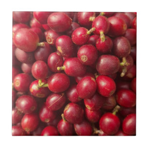 Café cereja vermelho fresco e maduro