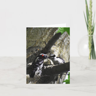 Café da Manhã (Downy Woodpecker #1) - Cartão de No