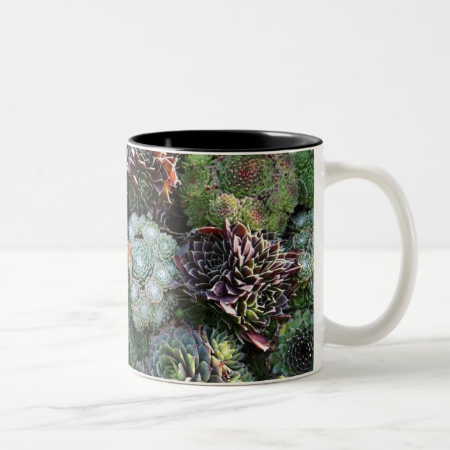 Café Em Dois Tons Caneca de Sempervivum (Direita)