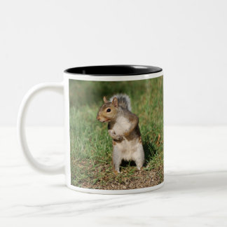 Café Em Dois Tons Caneca do esquilo de cinzas orientais