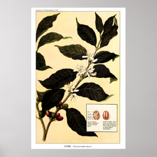 Café Planta 1923 IMPRESSÃO DE CARTAZ Botânica Vint