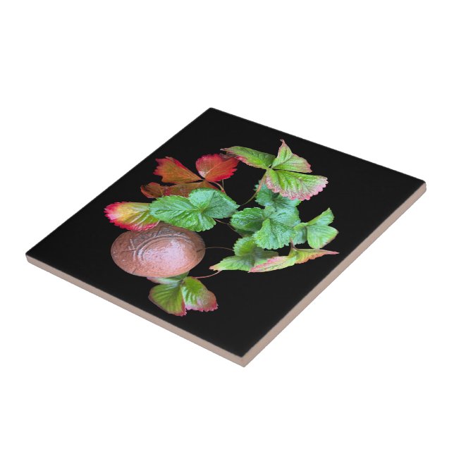 Cair Na Estação De Morango Foto Do Jardim Do Quint (Lateral)