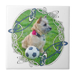 Cairn Terrier Futebol