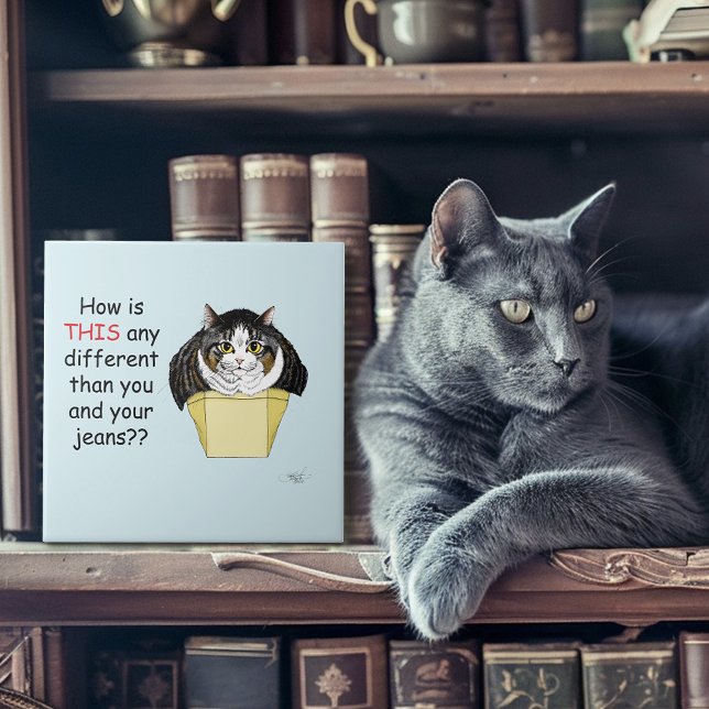 Caixa de Gatos Engraçado Chubby Tabby (Criador carregado)