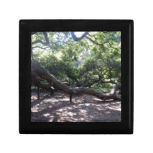 Membros de carvalho do anjo