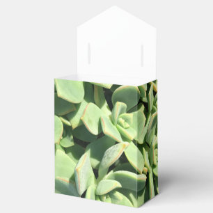 Caixa do favor do estilo da barraca - Succulents
