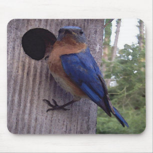 Caixa-ninha Mousepad do Bluebird