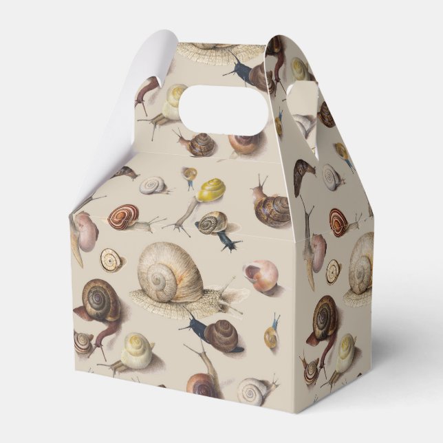 Caixinha De Lembrancinhas Caracóis de Gastropodo Gastropodo Jardim das Serra (Frente)