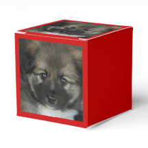 Sheepdog Islandês 2014-0808