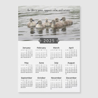 Calendar Baby Swans 2025 Magnet Fotografia