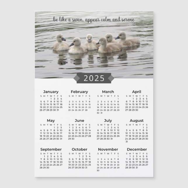 Calendar Baby Swans 2025 Magnet Fotografia (Frente)
