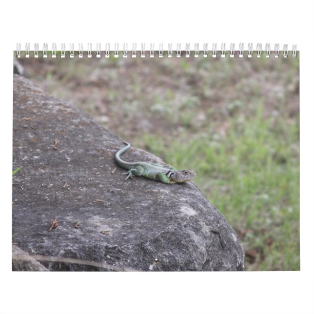 Calendário (Capa)