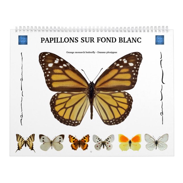 Calendário 12 meses de calendário, várias borboletas (Capa)