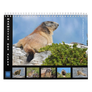 Calendário 12 meses de marmotas alpinas