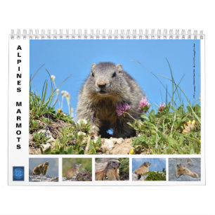 Calendário 12 meses de marmotas alpinas