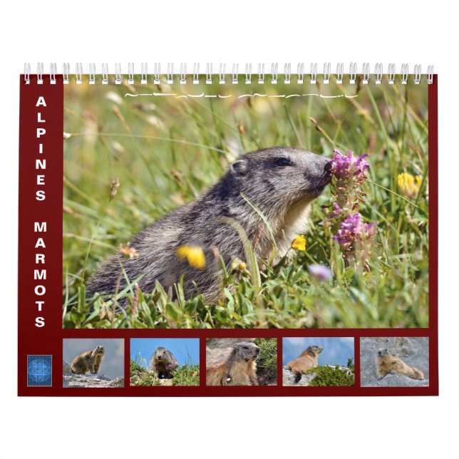 Calendário 12 meses de marmotas alpinas 2025 (Capa)