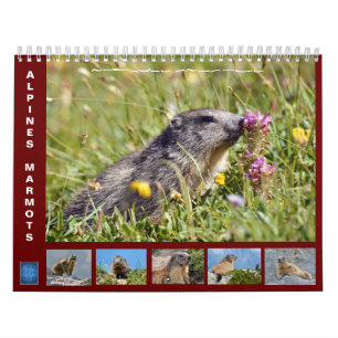 Calendário 12 meses de marmotas alpinas 2025