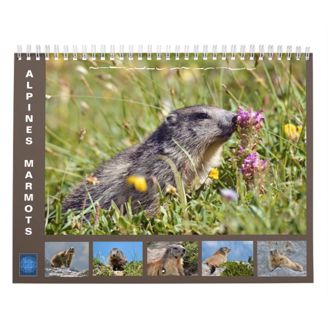 Calendário 12 meses de marmotas alpinas 2025 (Capa)