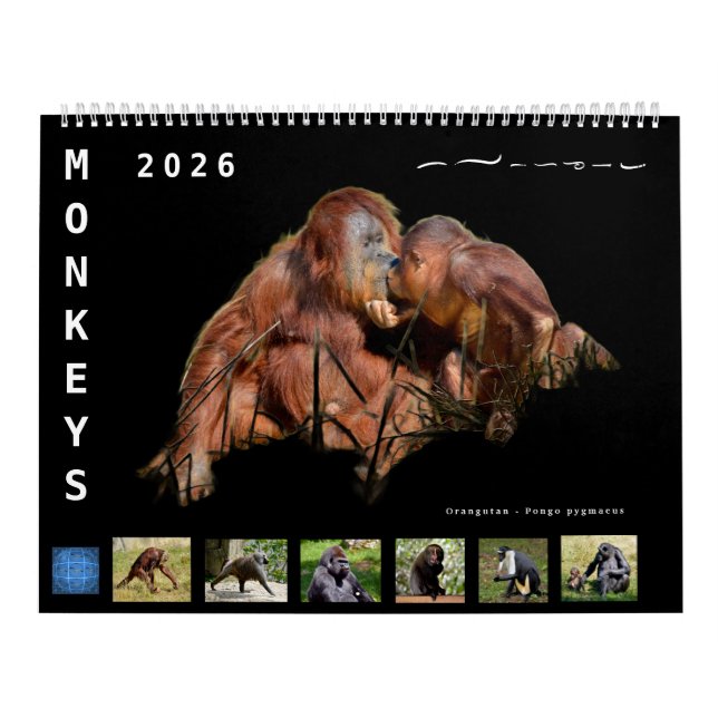 Calendário 12 month calendar monkeys  (Capa)
