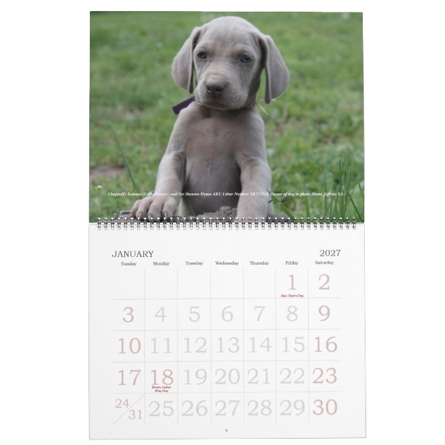 Calendário 1 de Weimaraner (Jan 2027)