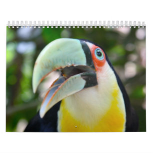 Calendário 2010 calendário, pássaros de Brasil