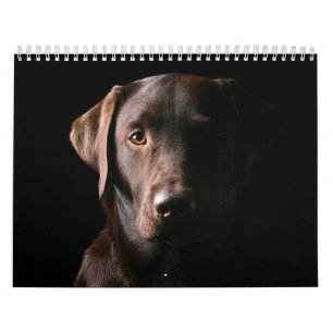 Calendário 2010 de Labrador do chocolate
