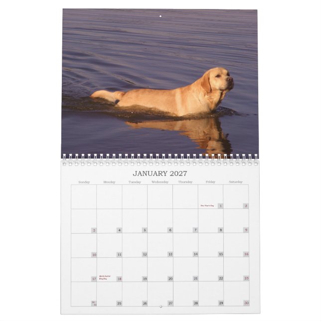 Calendário 2011 de labrador retriever (Jan 2027)