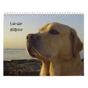 Calendário 2011 de labrador retriever